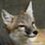 Swiftfuchs